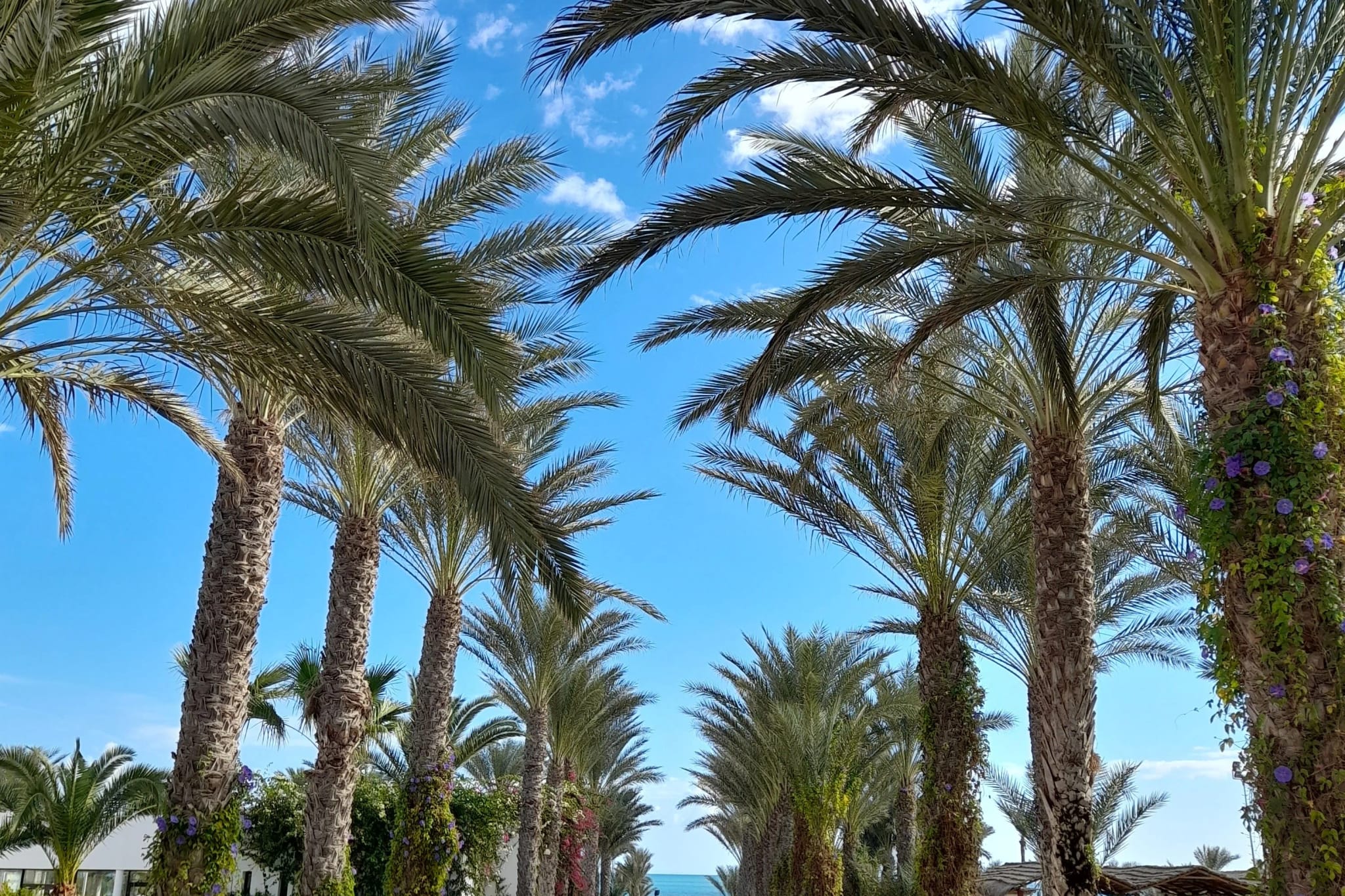 Djerba