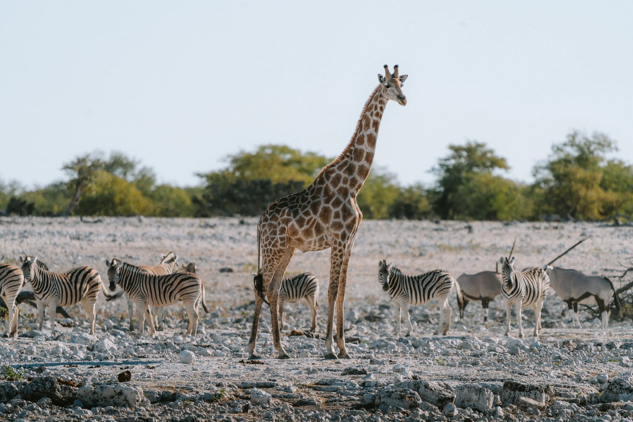 Etosha