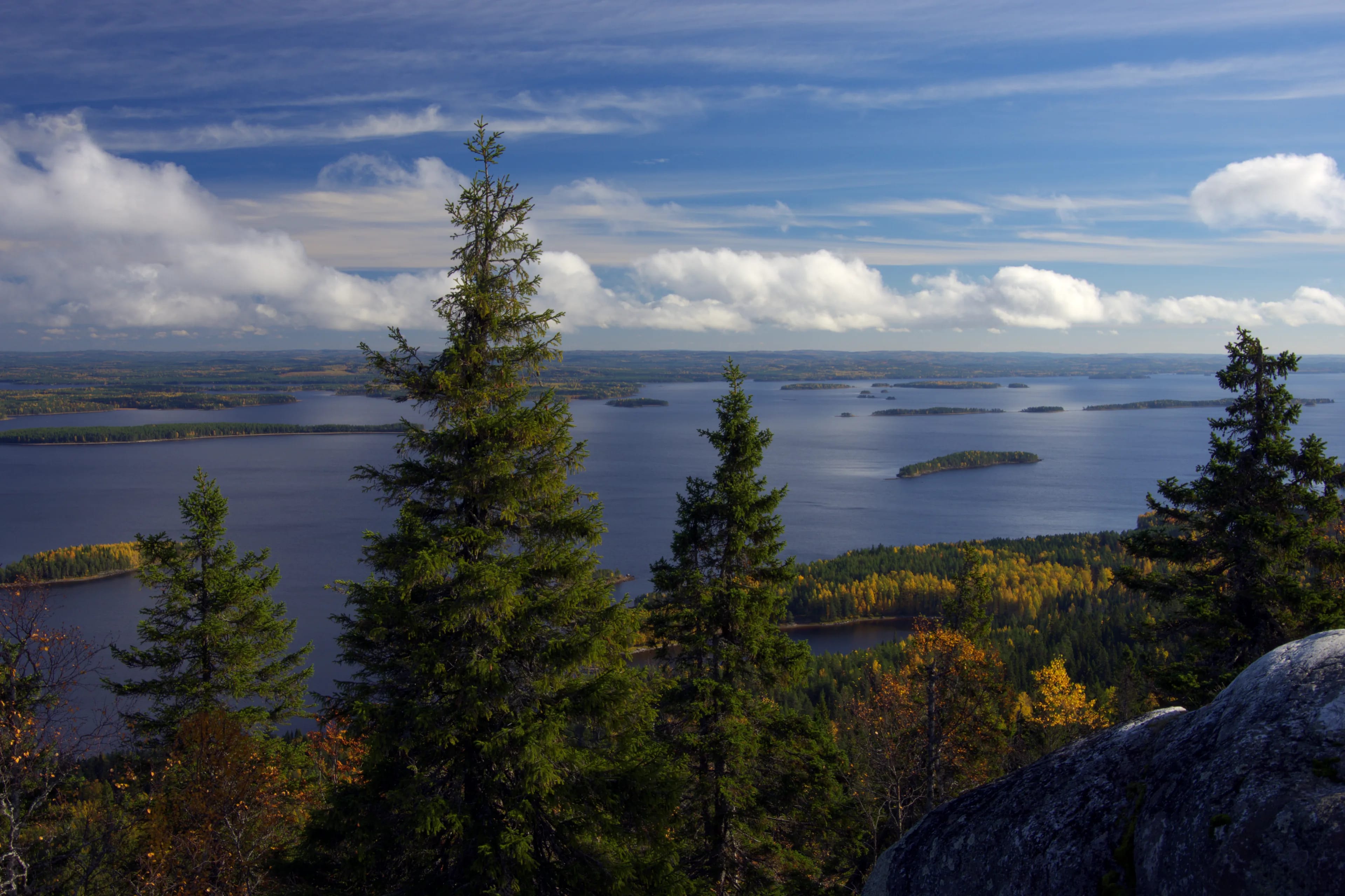 Koli