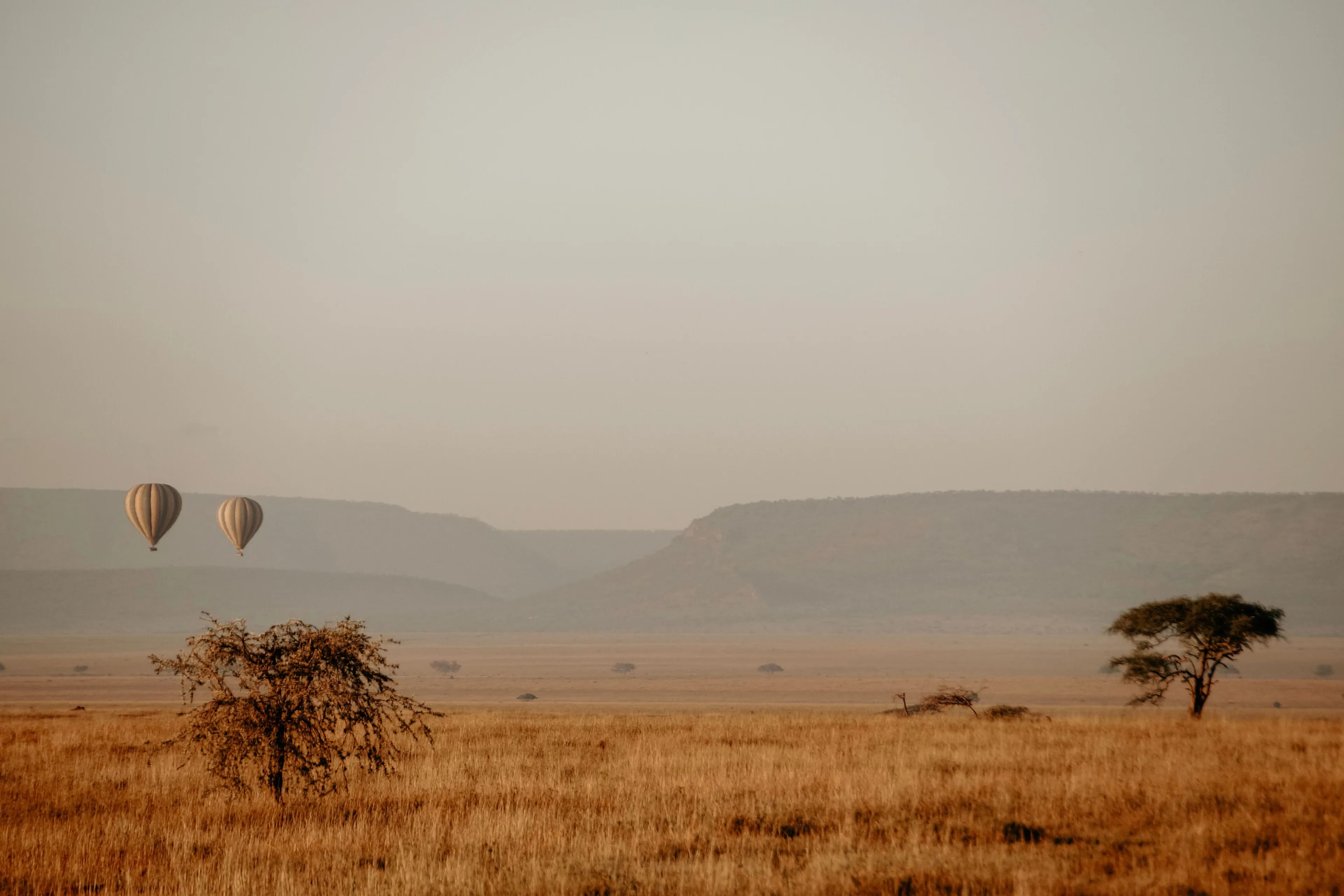 Norsuja Serengetin savannilla auringonlaskussa
