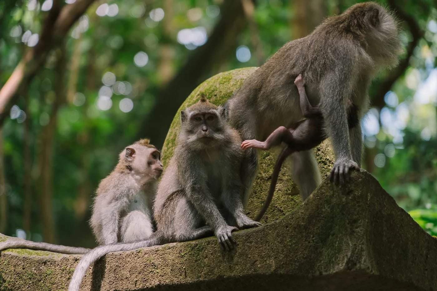 Makakiapinat Ubudin viidakossa