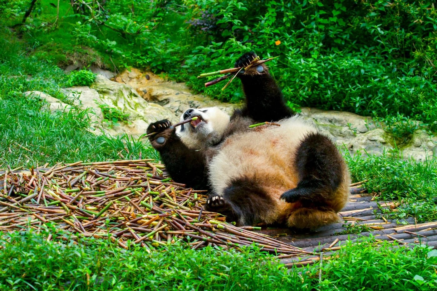 Jättipanda syömässä bambua Chengdun pandakeskuksessa
