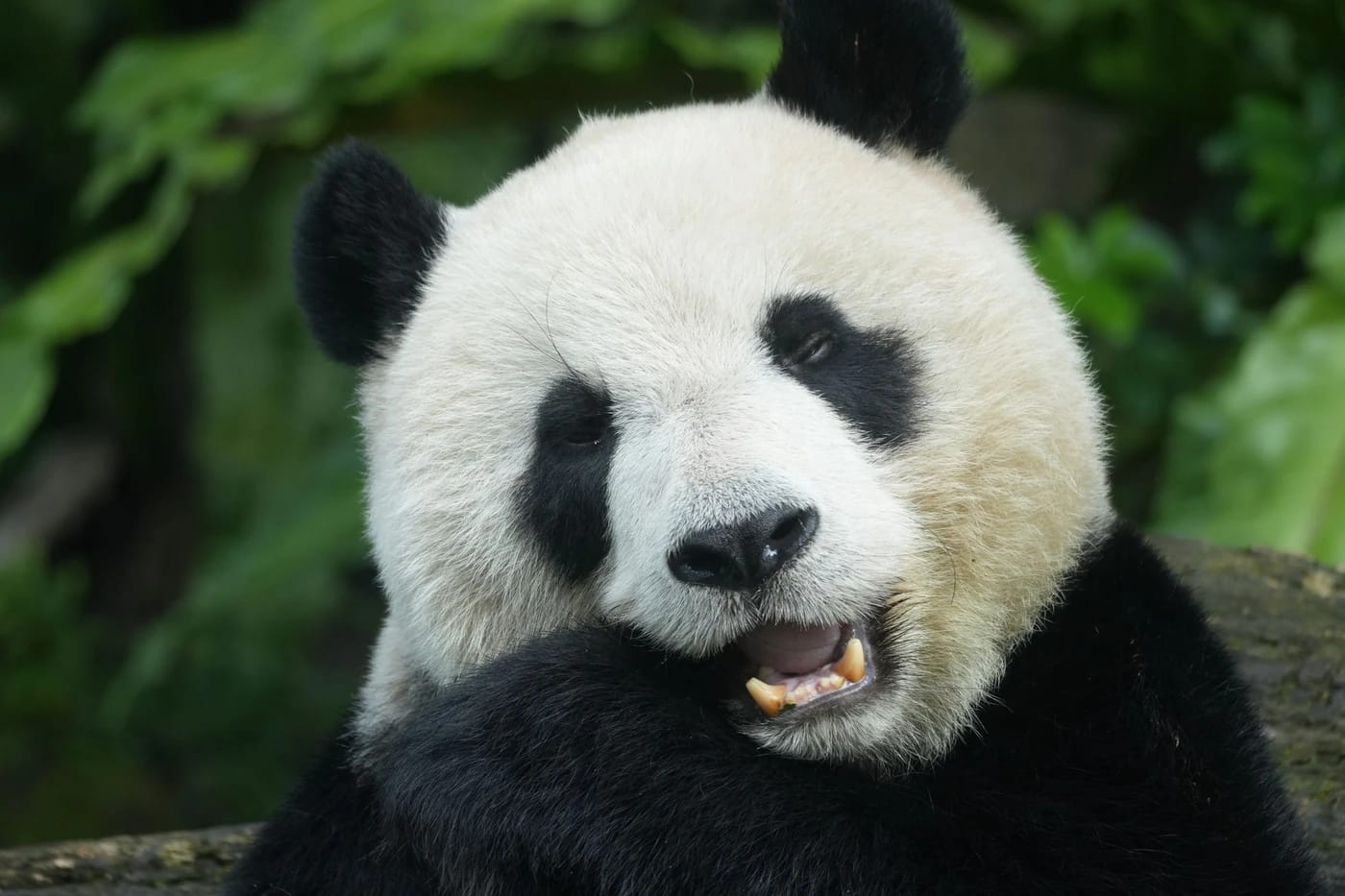 Jättipanda lähikuvassa vehreässä tarhassa