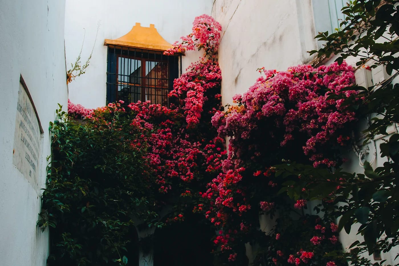 Córdoban sisäpiha bougainvilleoineen