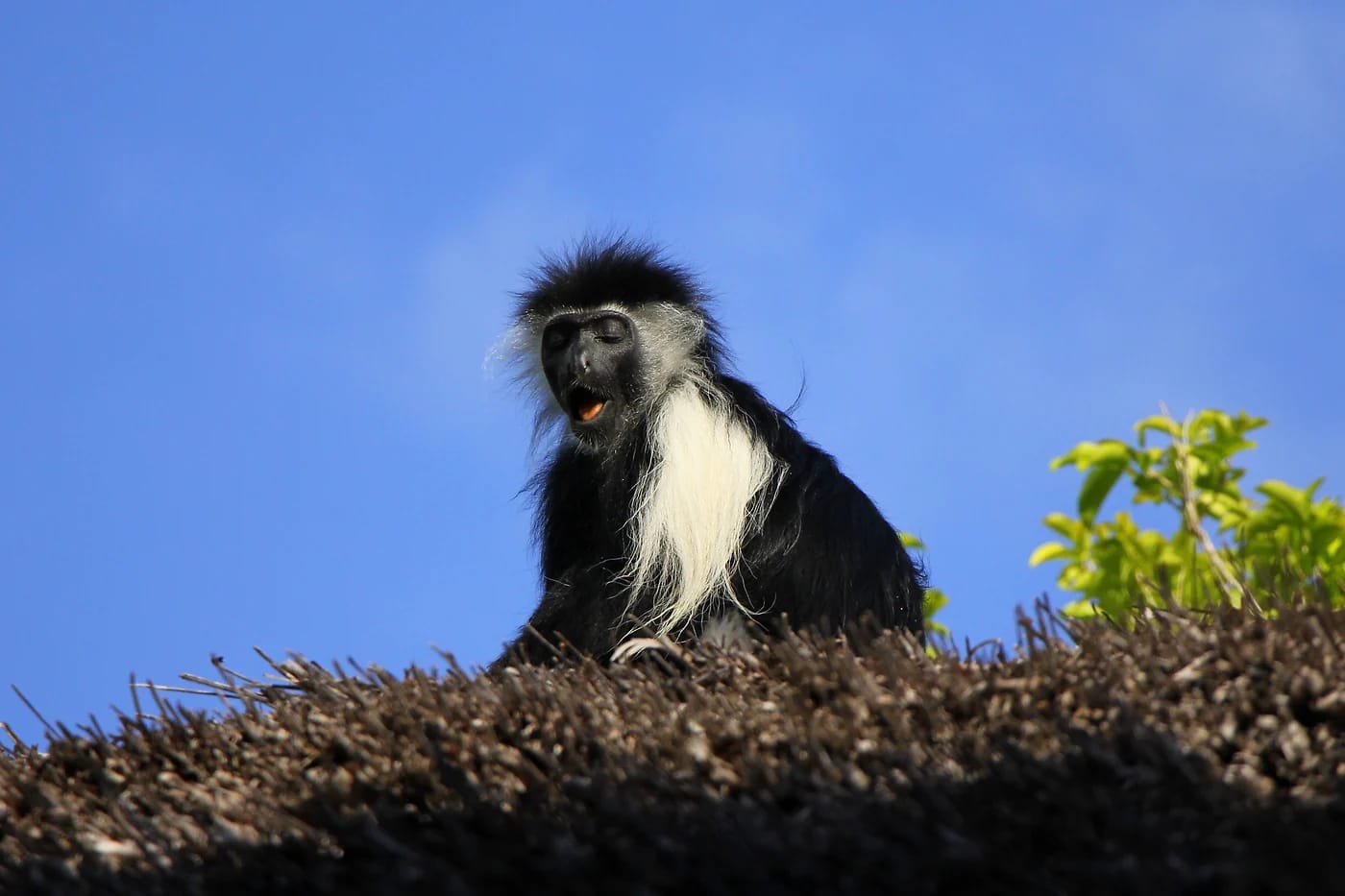 Colobus-apina Kwalen rannikolla Keniassa