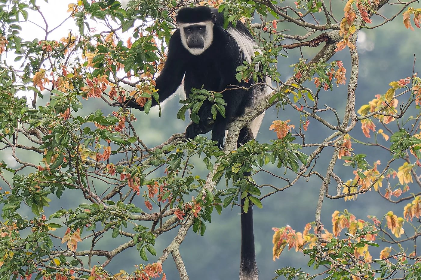 Colobus-apina metsässä