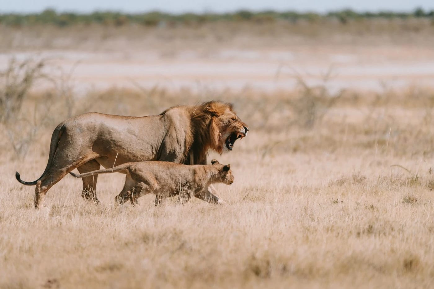 Leijonapari savannilla