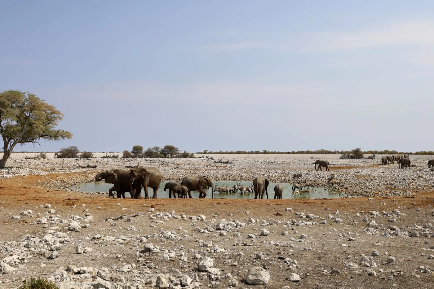Norsulauma vesiaukolla savannilla