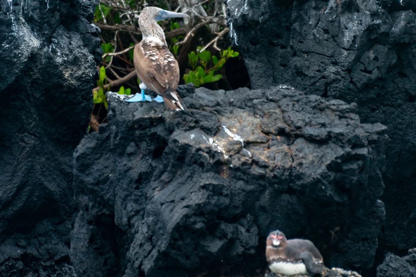 Sinijalkatöyhtöhaikara ja Galápagos-pingviini kalliolla