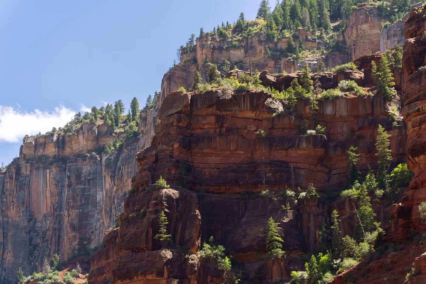 Punaisia kallioita ja mäntyjä Grand Canyonin pohjoisreunalla