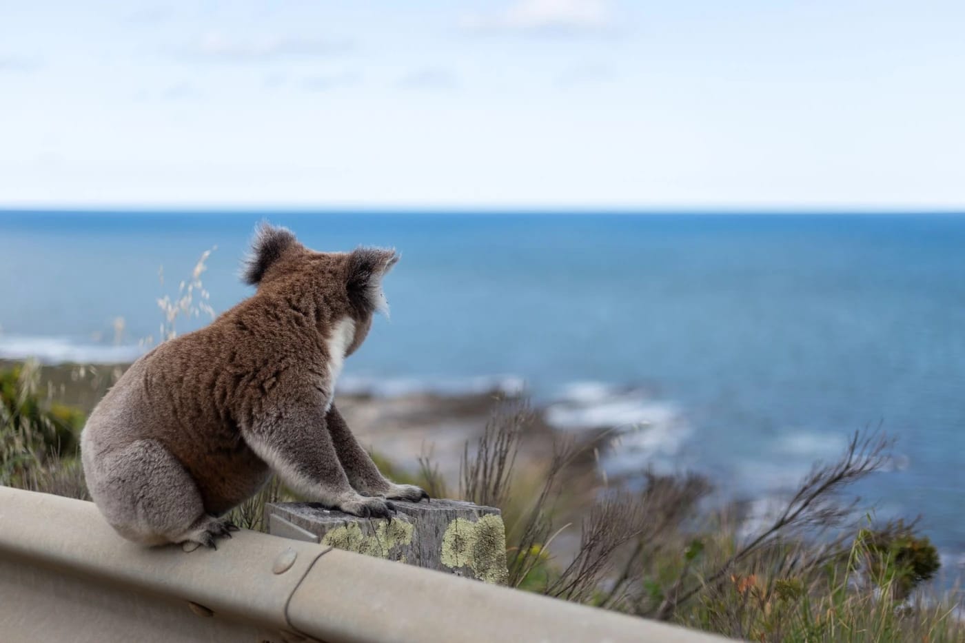 Koala katselee merelle Great Ocean Roadin varrella