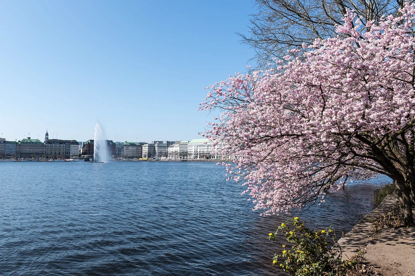 Alster-järvi ja kirsikankukat keväällä