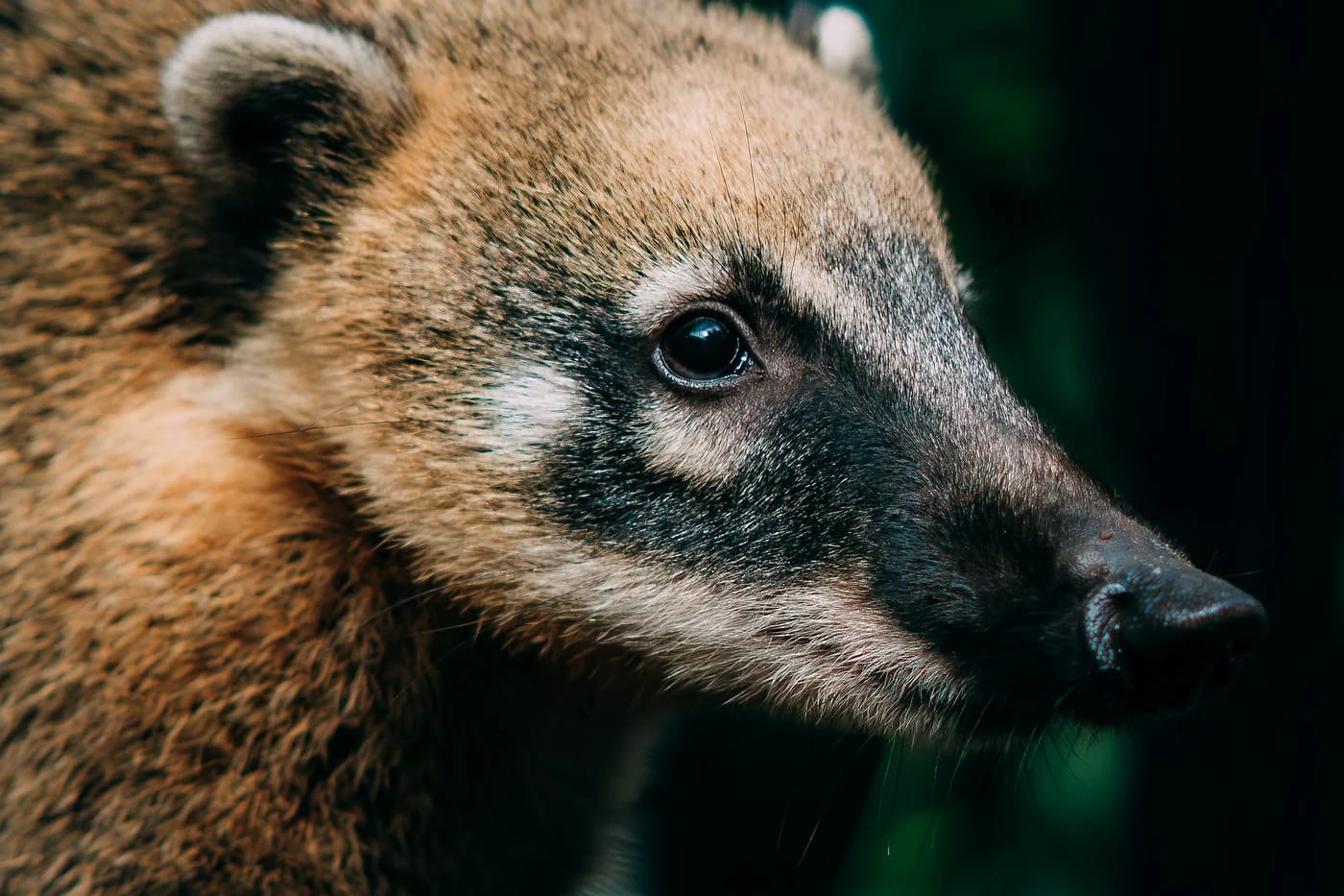 Coati eli nenäkarhu