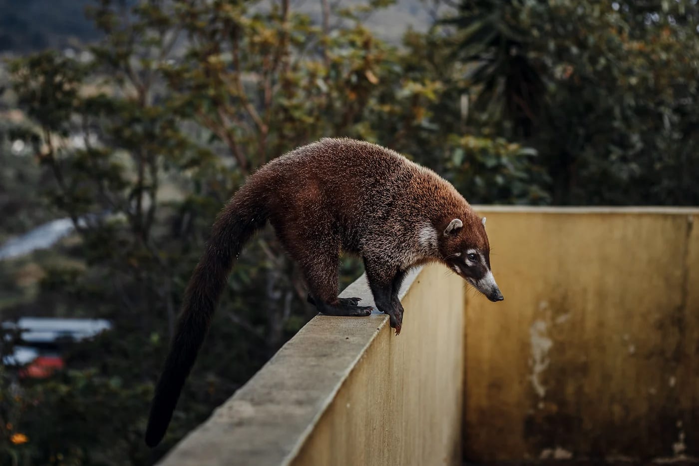 Coati muurilla
