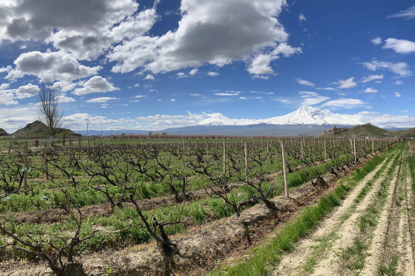 Viinitarha ja Ararat-vuoret keväisessä Armeniassa