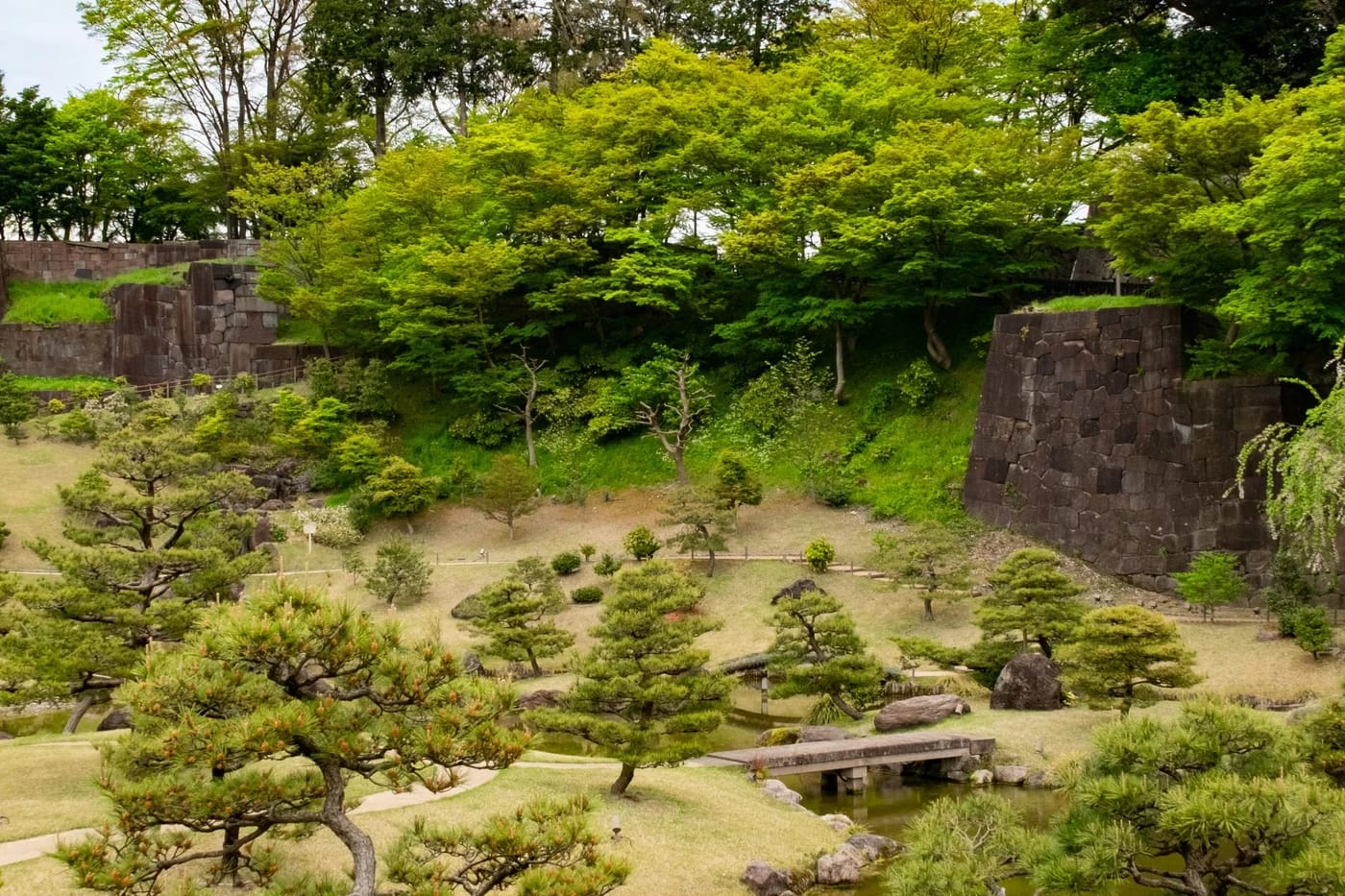 Japanilainen puutarha ja mäntyjä