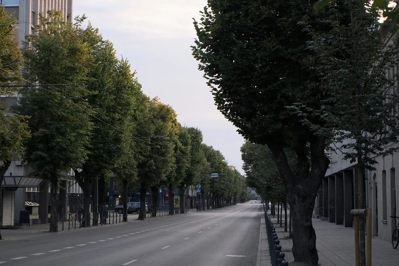 Puiden reunustama katu
