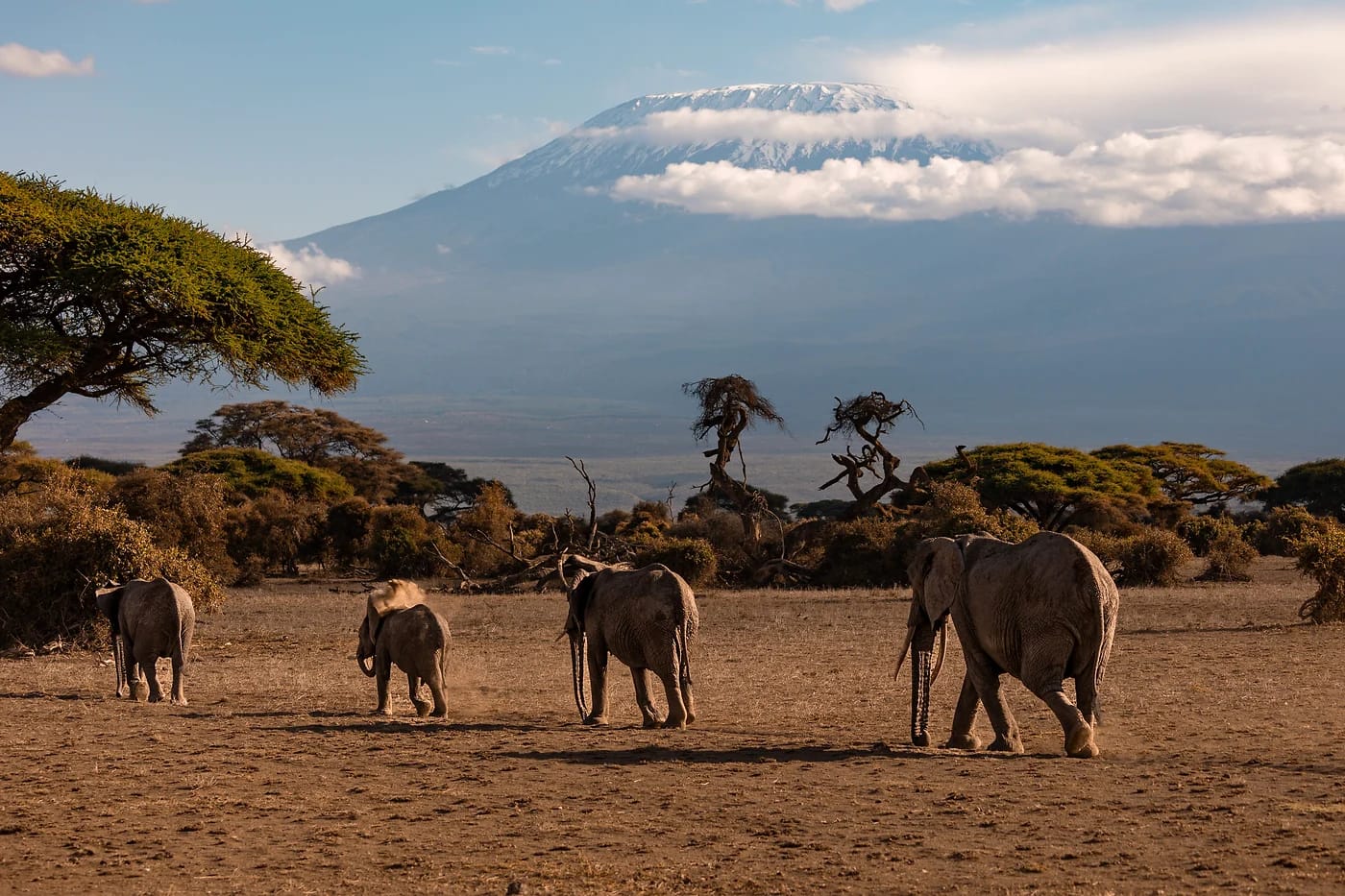 Norsulauma ja Kilimanjaro