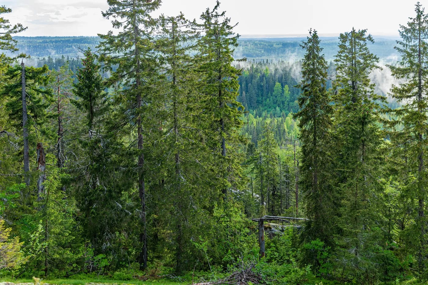 Kansallispuiston kuusikkoa vaaran rinteellä