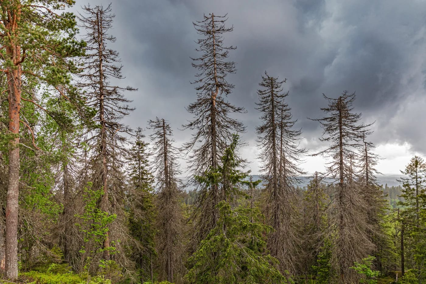 Kelohonkia ja myrskypilviä vaaran laella