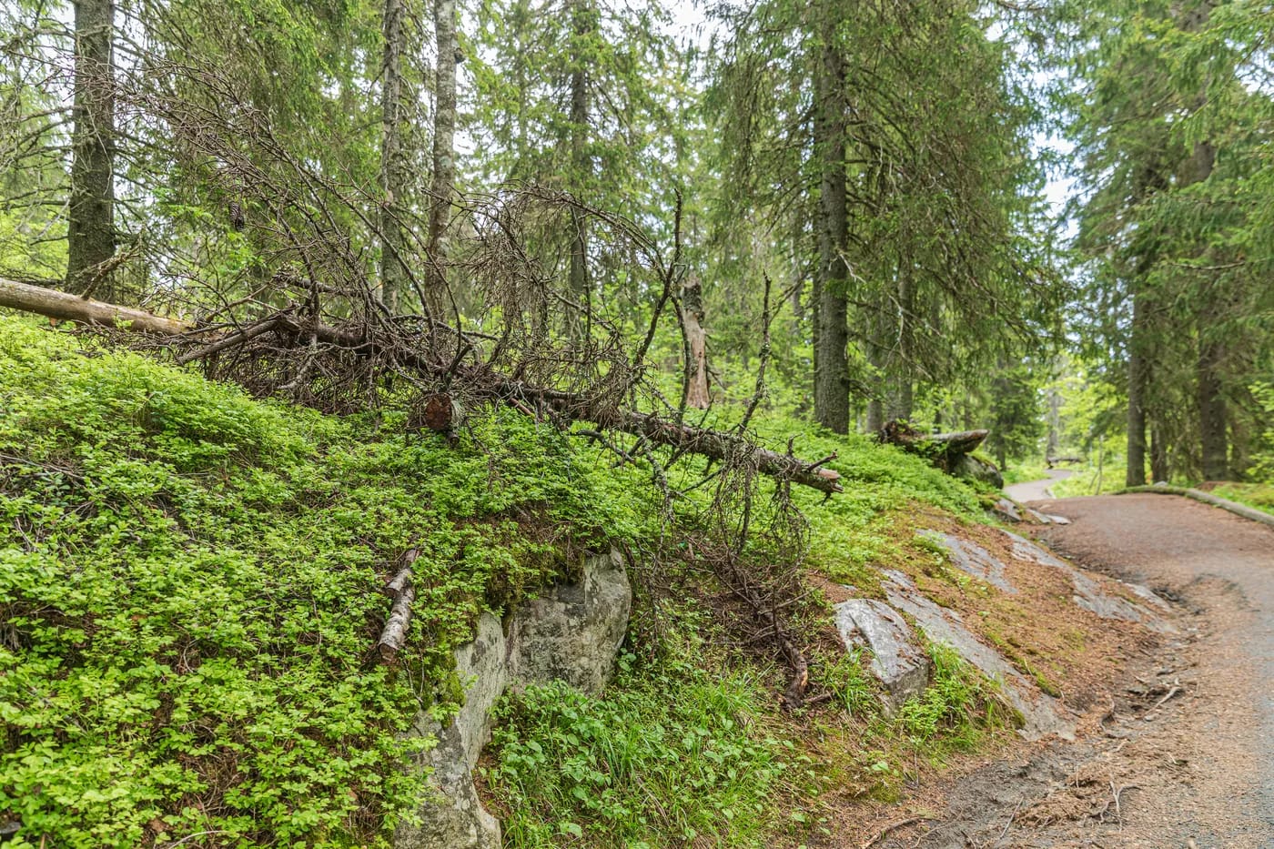 Polku vanhaan metsään