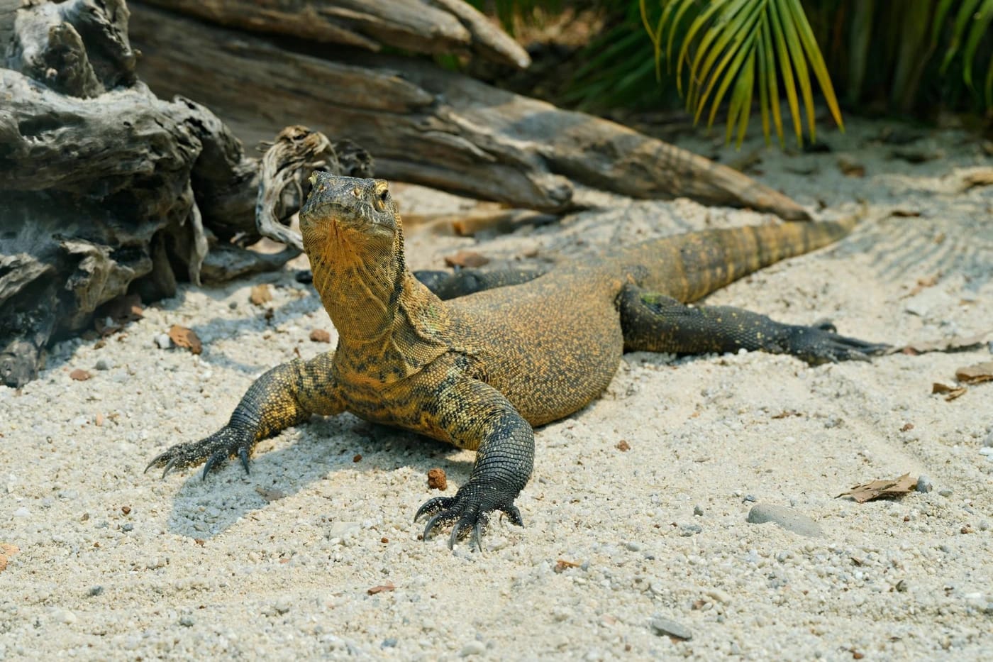 Komodonvaraani paistattelemassa auringossa