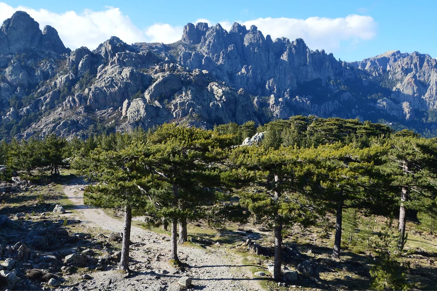 Zonzan vuoristo ja mäntymetsä Bavellan massiivissa