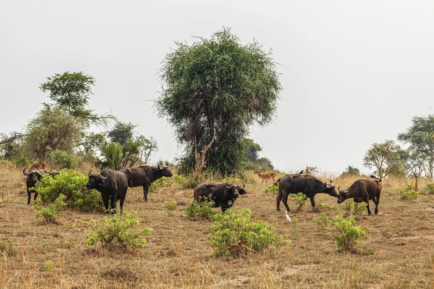 Puhvelilauma savannilla