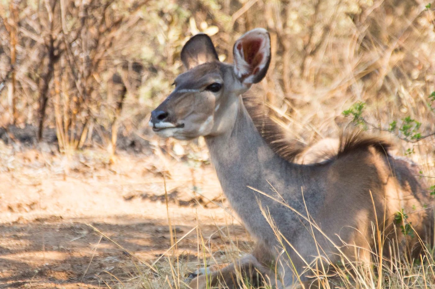 Kudu savannilla