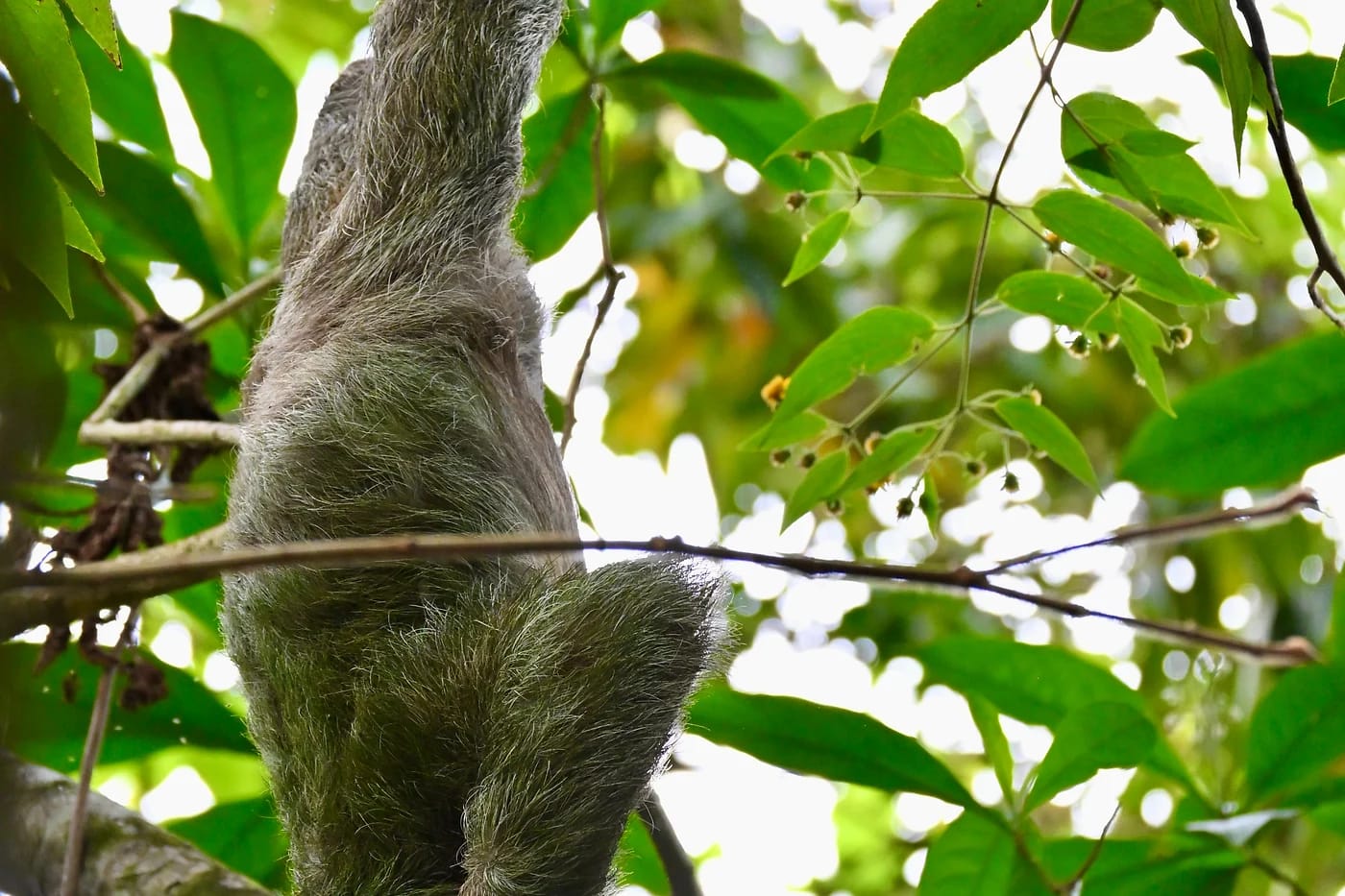 Kolmivarvaslaiskiainen roikkuu Costa Rican sademetsässä