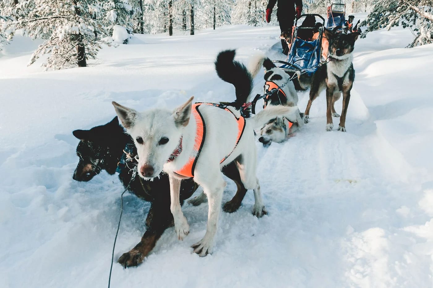 Huskyvaljakko lumihangessa