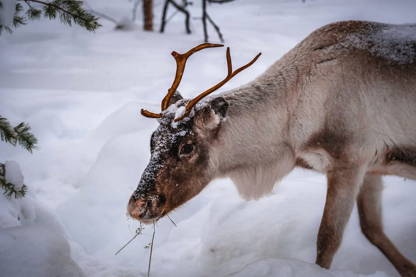 Poro lumisessa metsässä