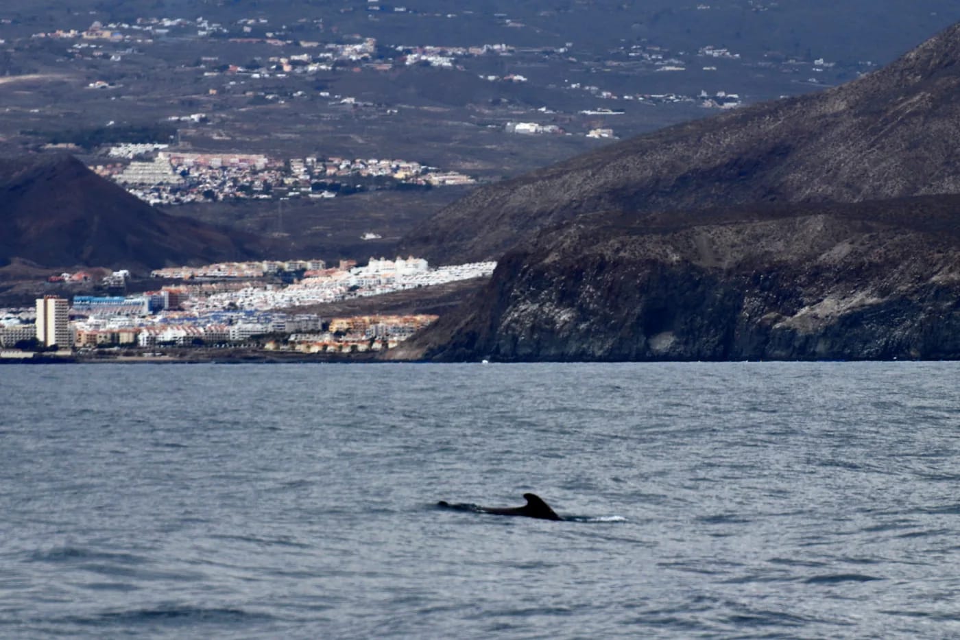 Los Cristianos ja Montaña Guaza mereltä nähtynä