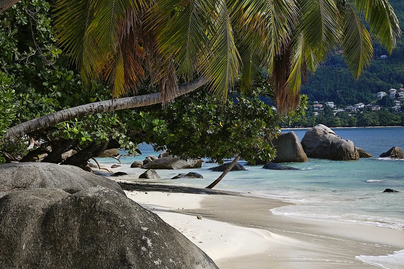 Palmuja ja graniittikiviä rannalla Seychelleillä