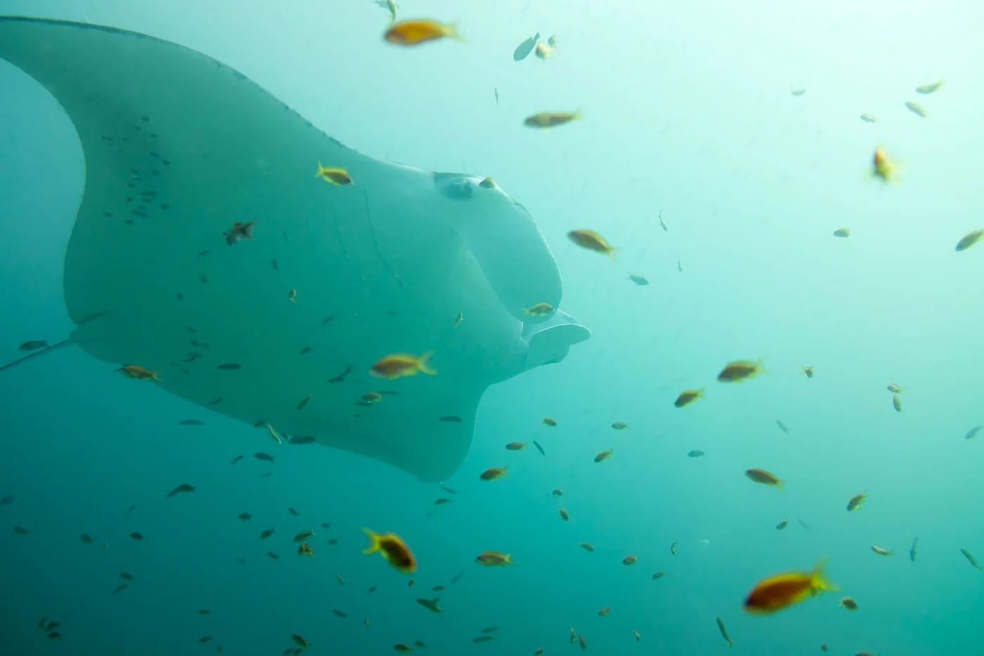 Manta laguunissa