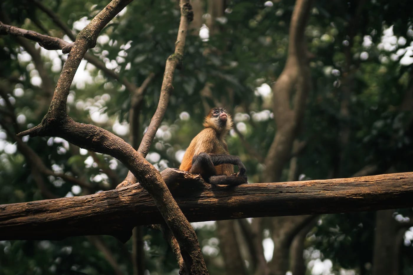 Hämähäkkiapina puun oksalla Costa Rican metsässä