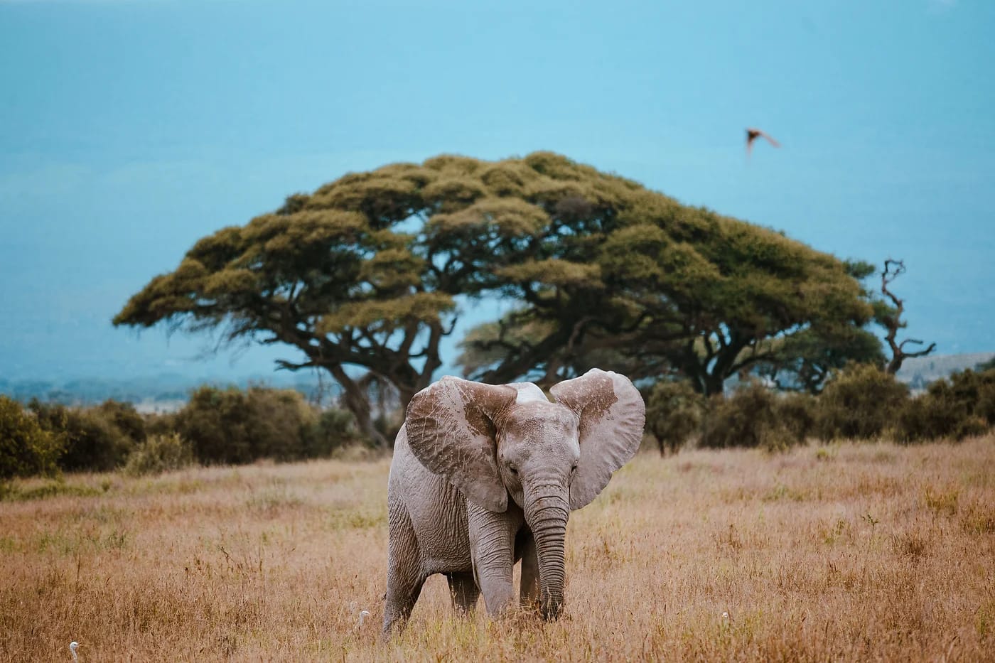 Afrikannorsu akaasiapuun alla savannilla