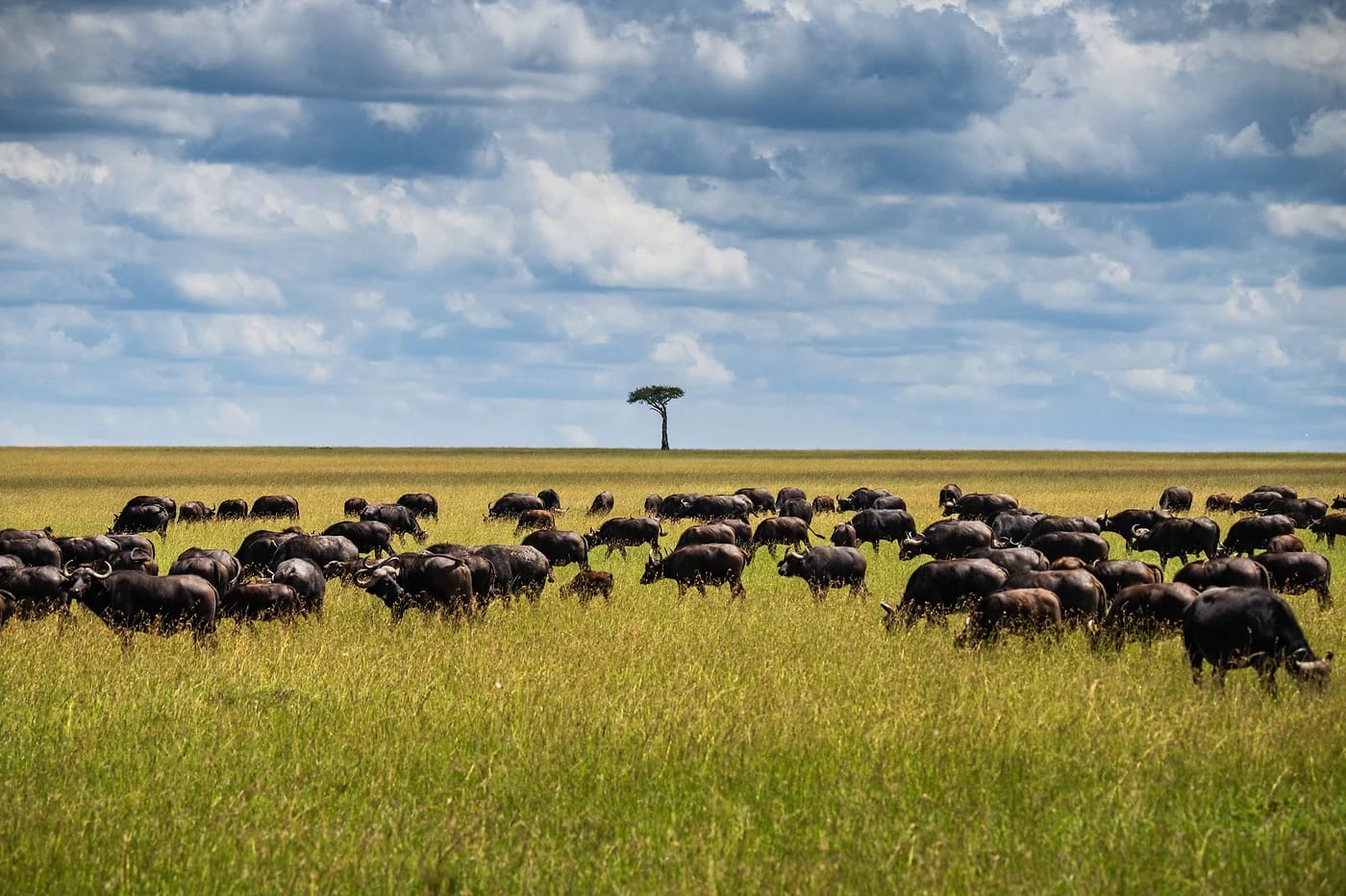 Puhvelilauma Kenian savannilla