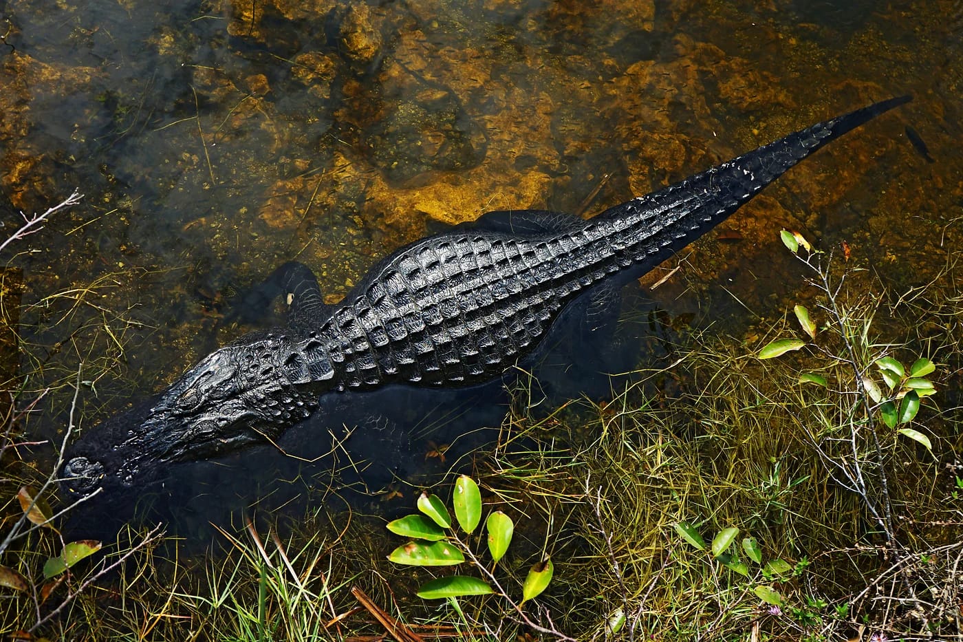 Alligaattori Evergladesin kosteikossa Floridassa