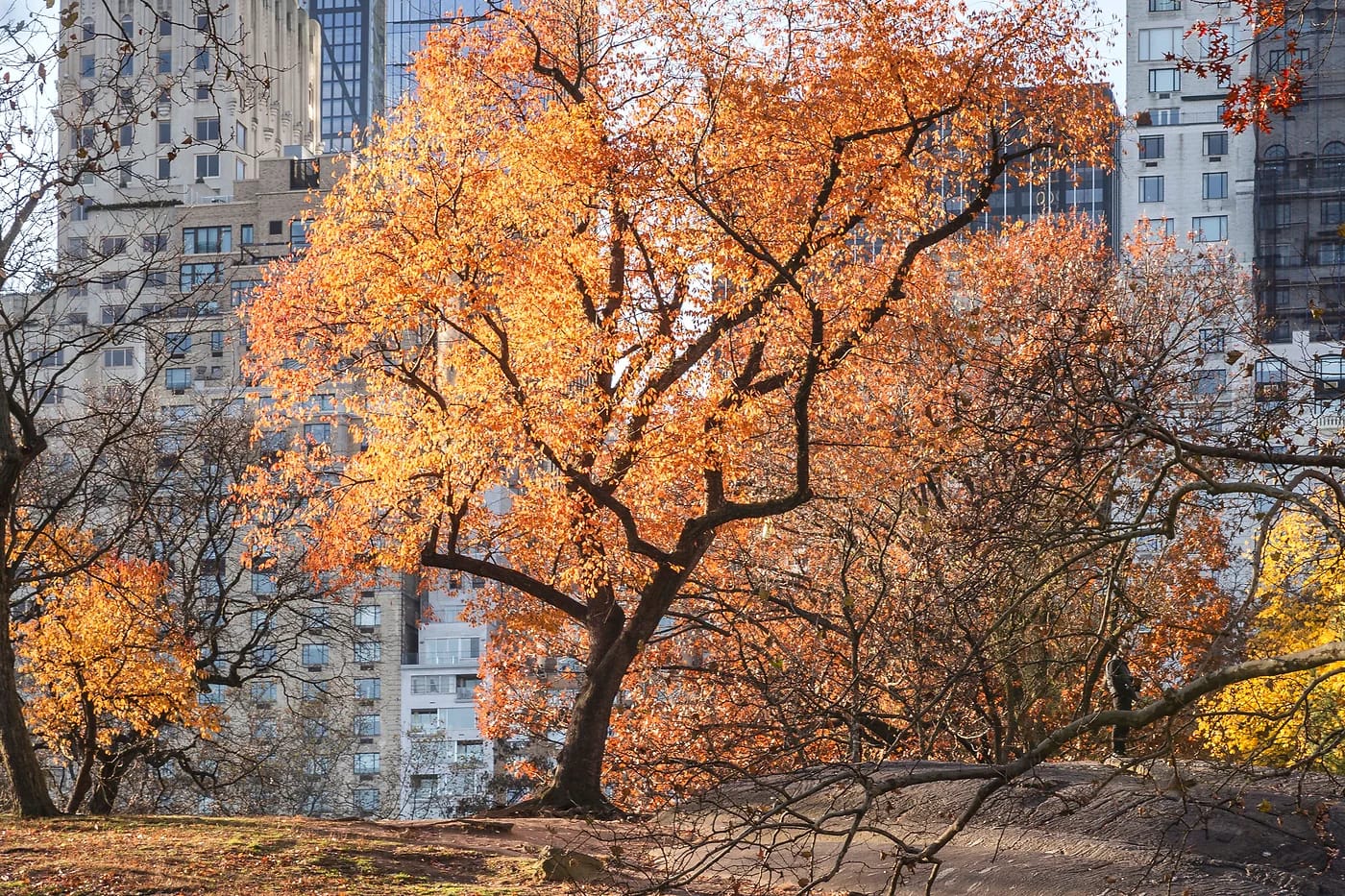 Syksyinen Central Park ja New Yorkin silhuetti
