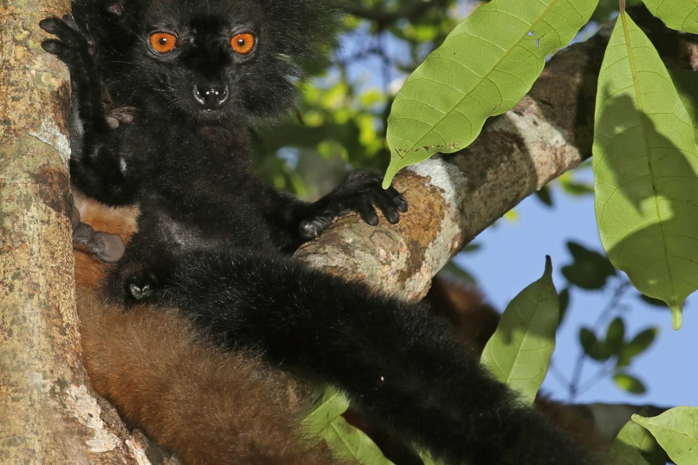 Mustalemuripariskunta (Eulemur macaco)