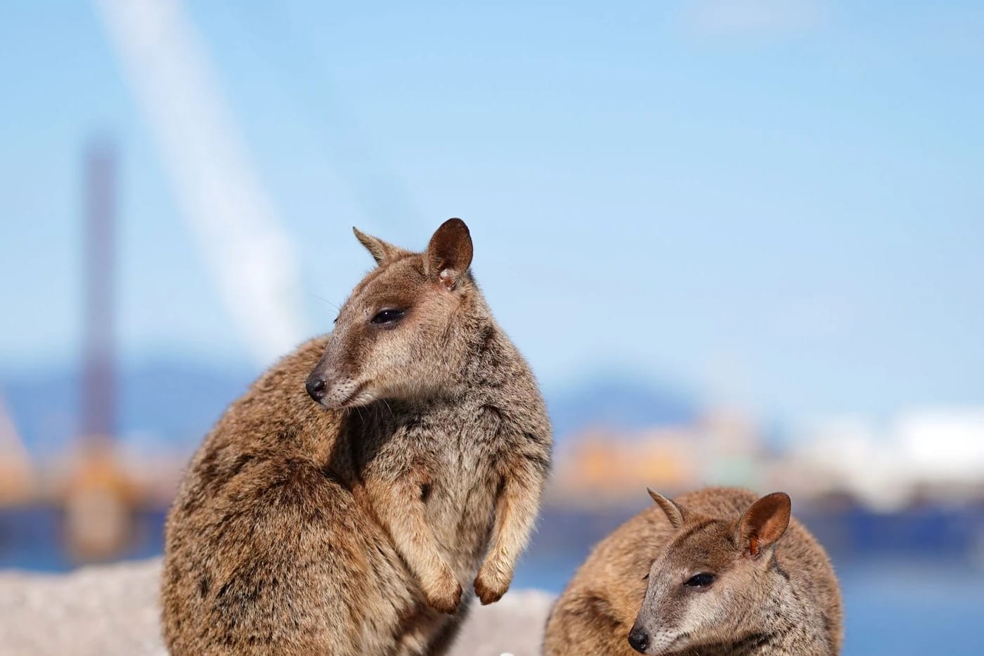 Kaksi quokkaa kallioilla Rottnestissa