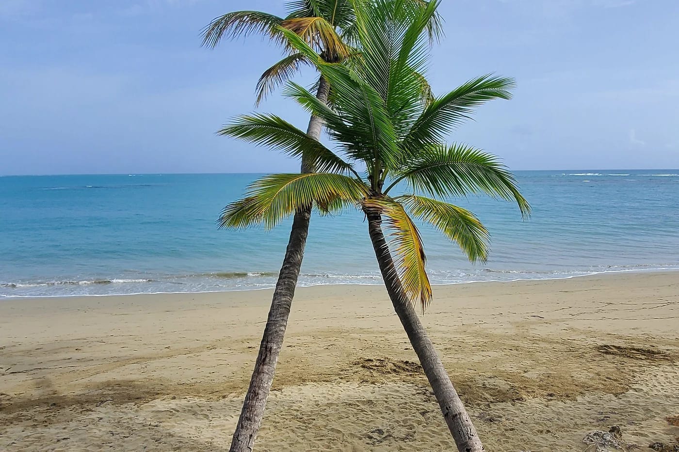 Rantapalmu