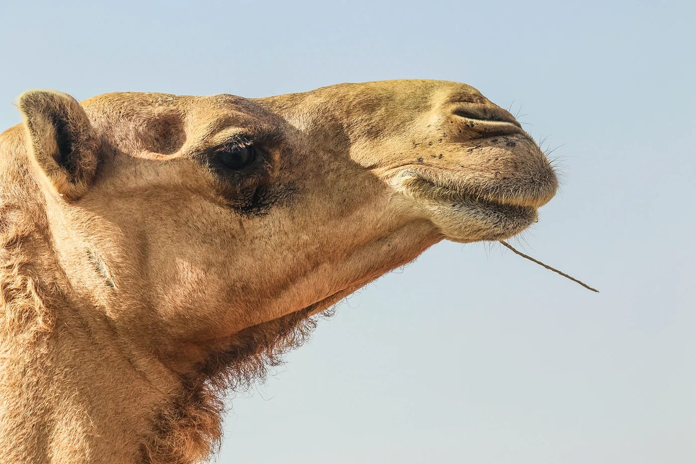Dromedaari Ras Al Khaimahin aavikolla
