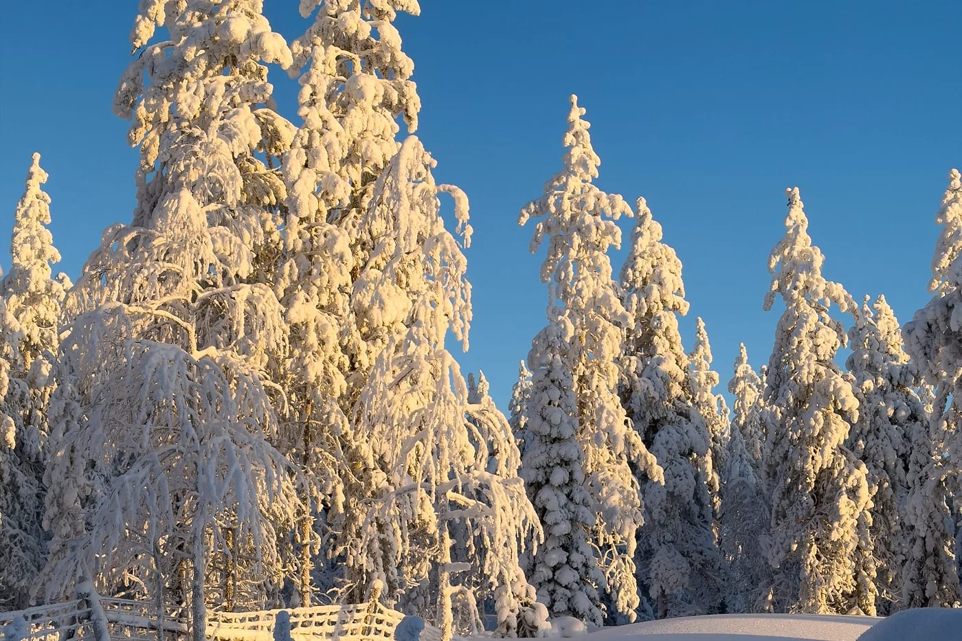 Luminen metsä aamuhämärässä Rovaniemellä