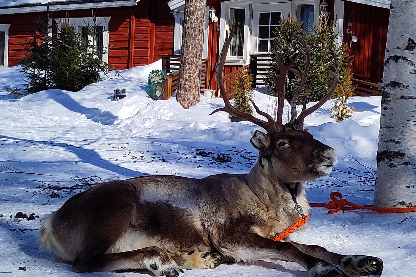 Poro lumihangessa punaisen mökin edessä Rovaniemellä
