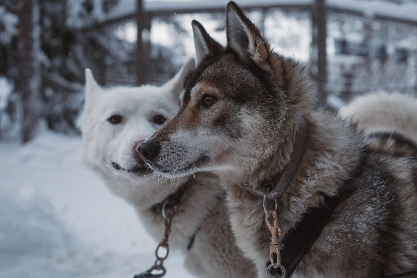 Kaksi huskya lumisessa maisemassa Rovaniemellä