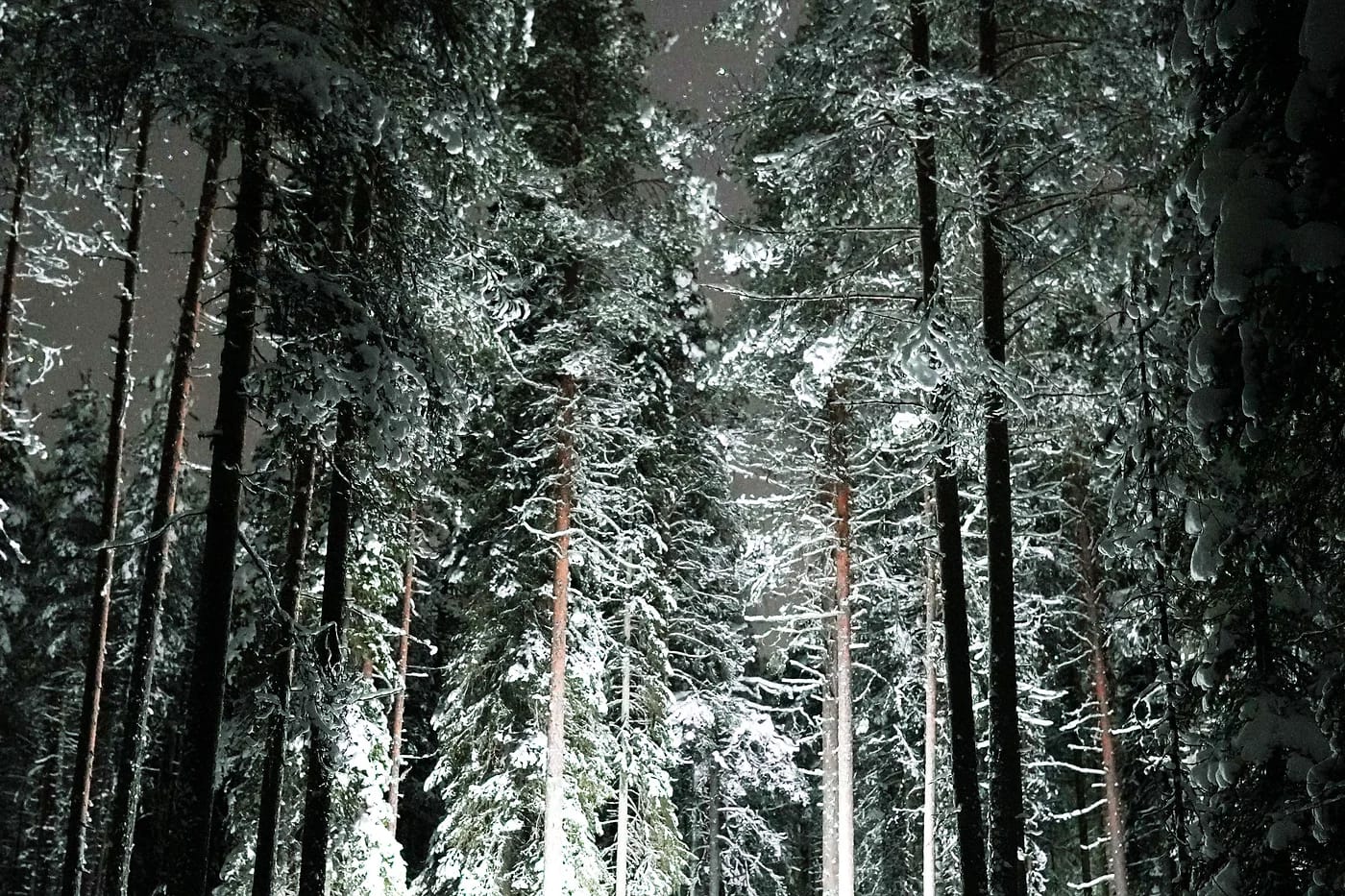 Retkeilijä tähtitaivaan alla lumisessa metsässä