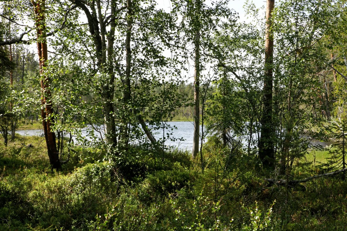 Oulangan kansallispuiston maisemaa