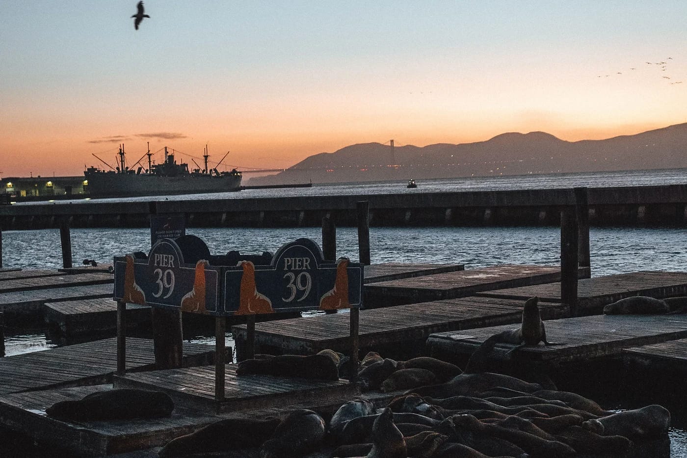 Merileijonat Pier 39:llä auringonlaskussa